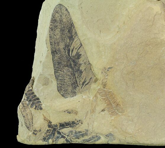 Pennsylvanian Fossil Fern (Neuropteris & Alethopteris) - Kansas #65466